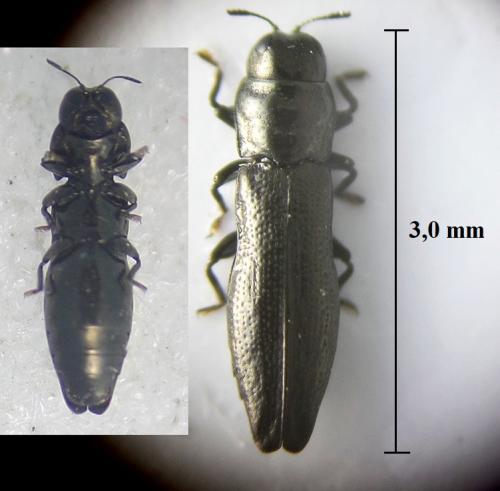 Réf. 262 038 : Aphanisticus emarginatus